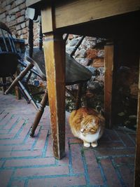 Cat sitting on floor