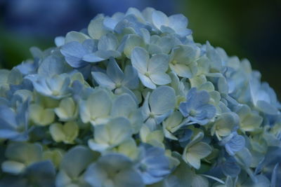 Close-up of flowers blooming outdoors