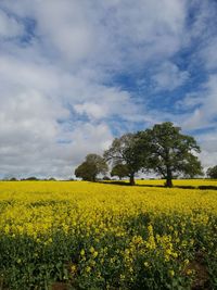 Scenic view of oilseed rape field against sky