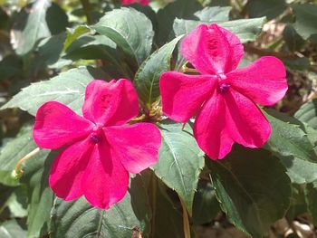 Close-up of pink flowers blooming outdoors