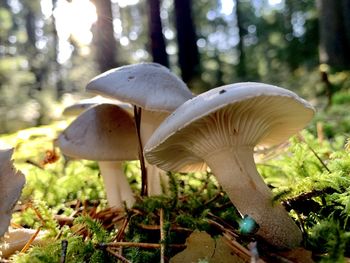 Close-up of mushroom growing on field