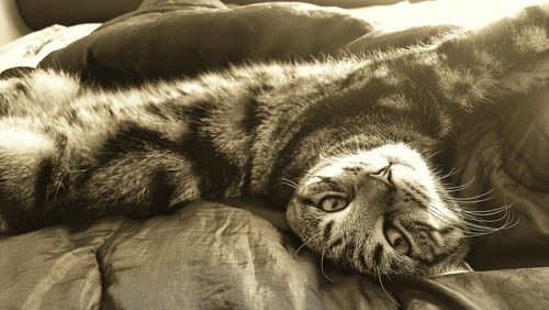 Close-up of cat lying down