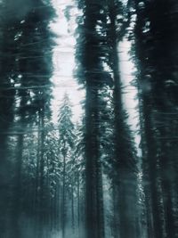 Reflection of trees on water