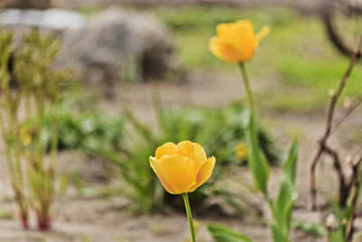 Close-up of yellow crocus flower on field