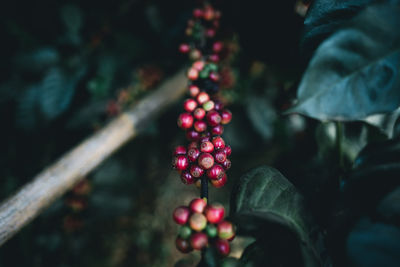 Close-up of berries growing on tree