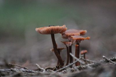 Close-up of mushrooms