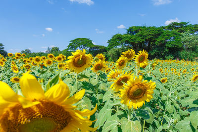 Close-up of sunflower on field against sky