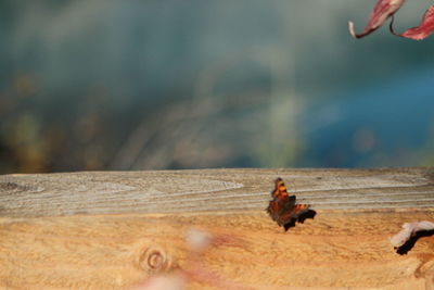 Close-up of insect perching on leaf against sky