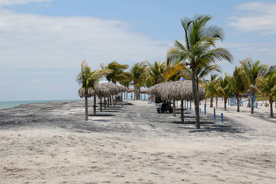 Palm trees on beach against sky