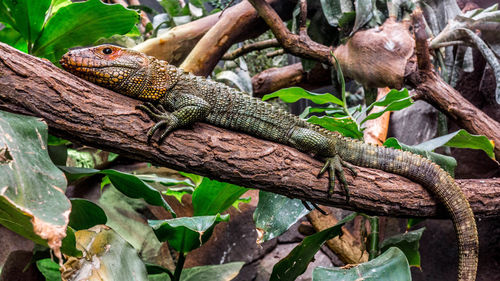 Close-up of lizard on branch