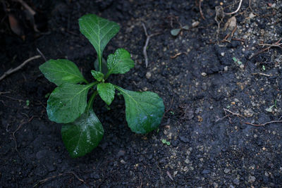 Close-up of green plant