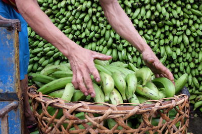 Cropped image of worker picking raw bananas in basket