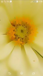 Close-up of yellow flowers