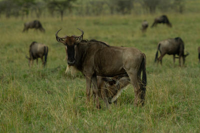 Wildebeest calf nursing from its mother