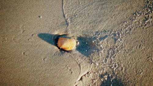 High angle view of shell on sand