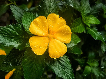 Close-up of wet yellow flowering plant