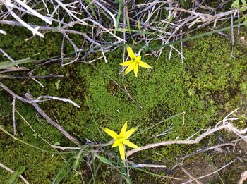 Close-up of leaves on tree