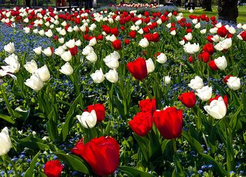 Close-up of red tulips blooming outdoors