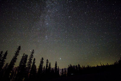 Low angle view of silhouette trees against star field at night