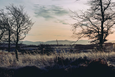 Bare trees on landscape against cloudy sky