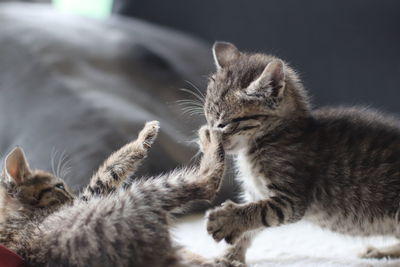 Close-up of two cats