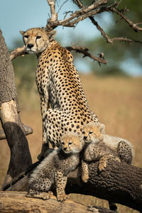 Cheetah with cubs on tree trunk