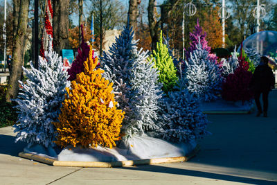 View of trees and plants on street during winter