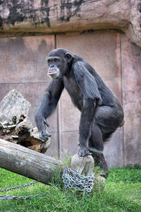 Close-up of monkey sitting