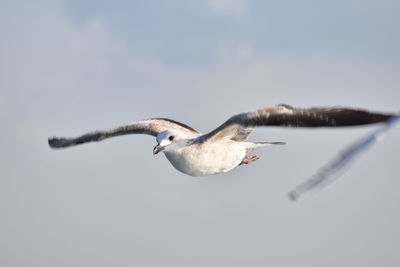 Low angle view of seagull flying