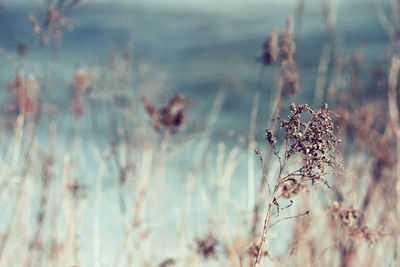 Close-up of dry plant