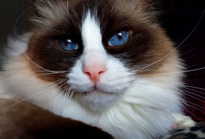 Close-up portrait of cat