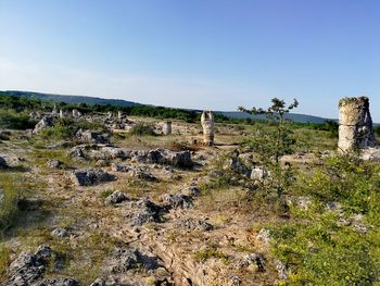 Plants growing on land against sky