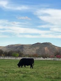 Horses grazing on field against sky