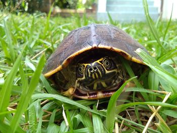 Close-up of a turtle on grass