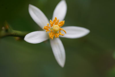 Close-up of white flowering plant