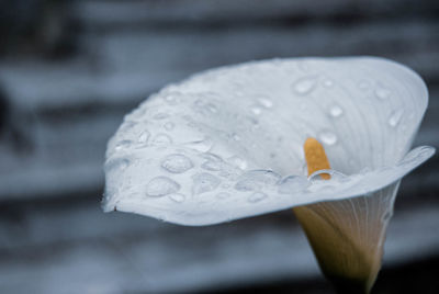 Close-up of water drops on leaf