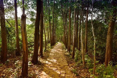 Walkway amidst trees in forest