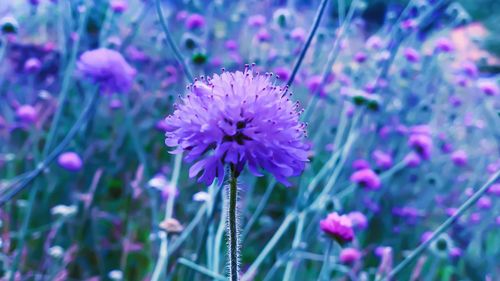 Close-up of pink flowering plant