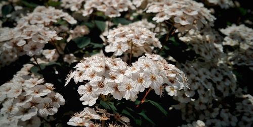 Detail shot of white flowers