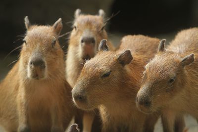 animal themes