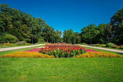 Scenic view of flowering plants and trees against clear sky