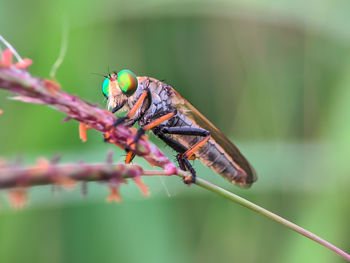 Close-up of insect on leaf