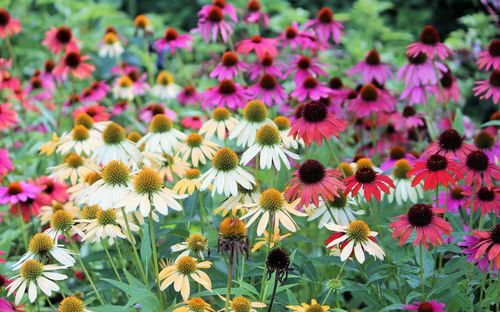 Close-up of coneflowers blooming outdoors