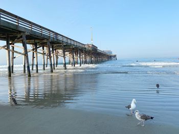 Seagulls on pier over sea against sky