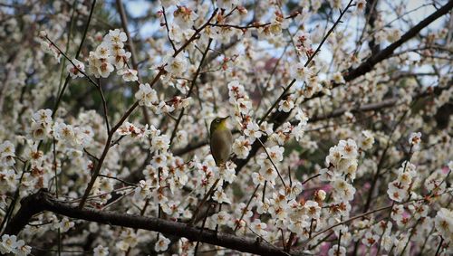 Low angle view of japanese warbling white eye mejiro bird on plum blossoms in spring