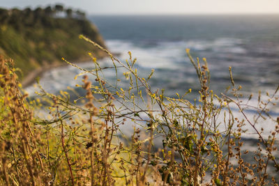 Close-up of plants against sea