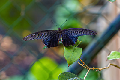 Close-up of butterfly on leaf