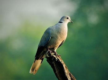 Eurasian collard dove