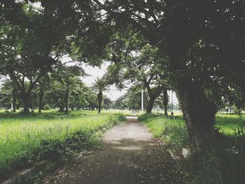 Footpath amidst trees in park