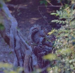 Close-up of squirrel on tree